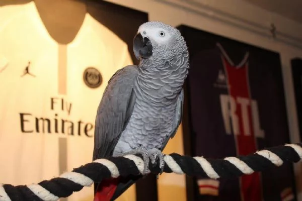 Magnifico pappagallo cenerino africano | Foto 0