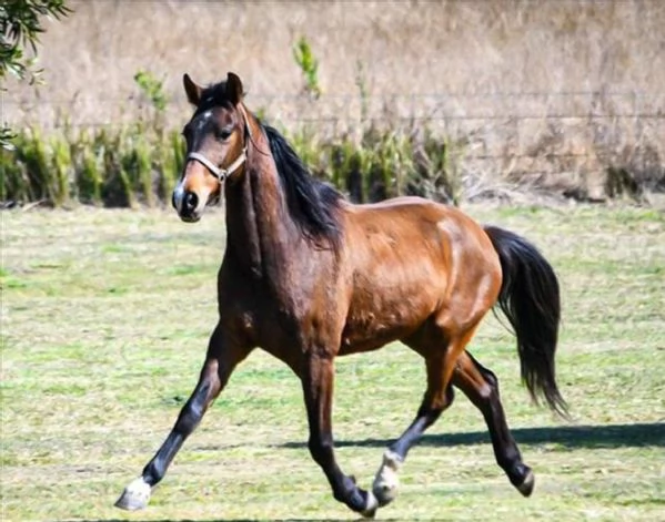Boogie - Cavallo australiano, 7 anni, 11 mesi e 1 settimana