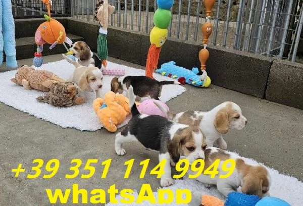 Regala cuccioli di Beagle maschio e femmina di 13 settimane.