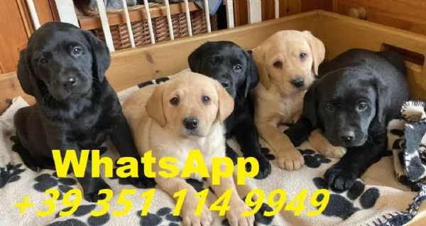 Regala cuccioli di Labrador maschio e femmina di 13 settimane. | Foto 1