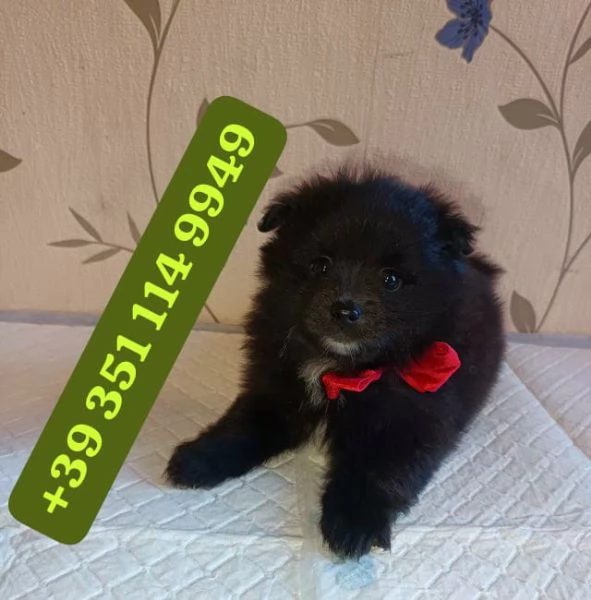 Regala cuccioli di Volpino Pomerania maschio e femmina di 13 settimane. | Foto 0