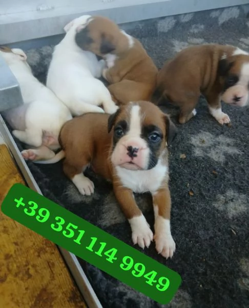 Regala cuccioli di Boxer maschio e femmina di 13 settimane. | Foto 2