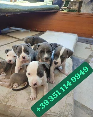 Regala cuccioli di Pitbull maschio e femmina di 13 settimane. | Foto 1