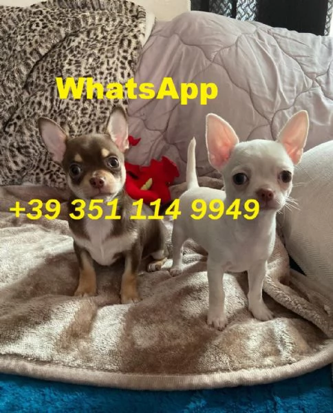 Regala cuccioli di Chihuahua maschio e femmina