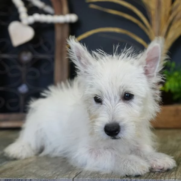 West Highland White Terrier (cuccioli maschio e femmina) | Foto 0