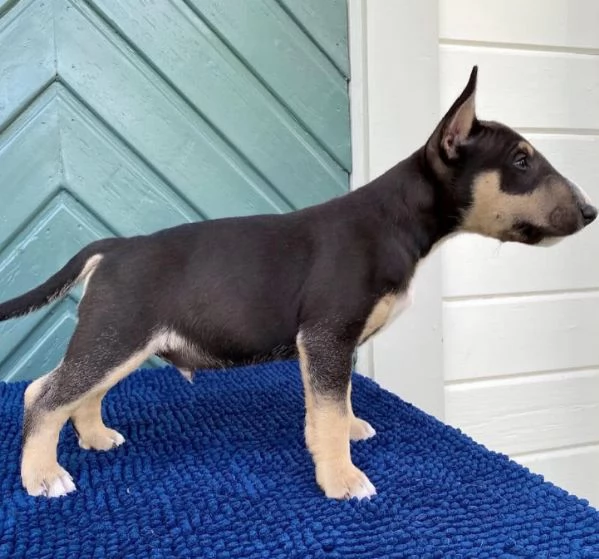 Regalo Bull Terrier (cuccioli maschio e femmina) | Foto 1
