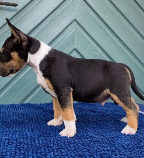 Regalo Bull Terrier (cuccioli maschio e femmina) | Foto 0