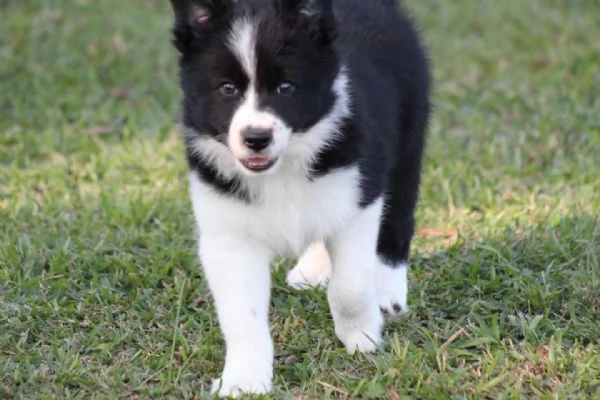 Border Collie (cuccioli maschio e femmina)