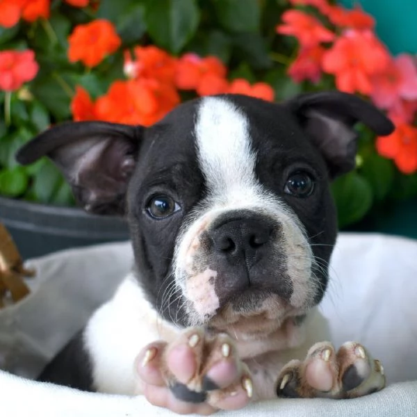 Regalo Boston terrier (cuccioli maschio e femmina)