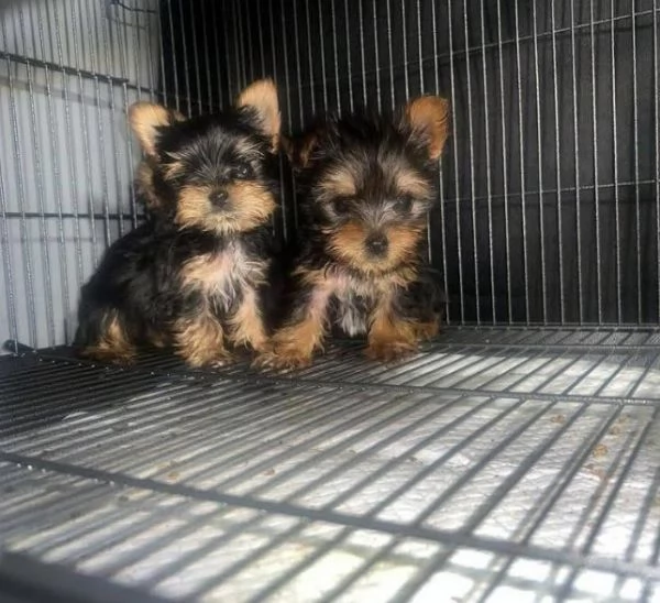 Yorkshire Terrier (cuccioli maschio e femmina) | Foto 0