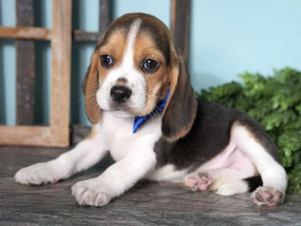 Regalo Beagle (cuccioli maschio e femmina)