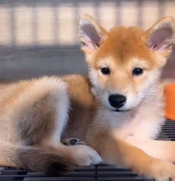 Akita inu (cuccioli maschio e femmina) | Foto 1