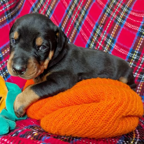 Regalo Dobermann (cuccioli maschio e femmina) | Foto 2