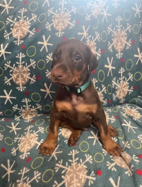 Regalo Dobermann (cuccioli maschio e femmina) | Foto 1