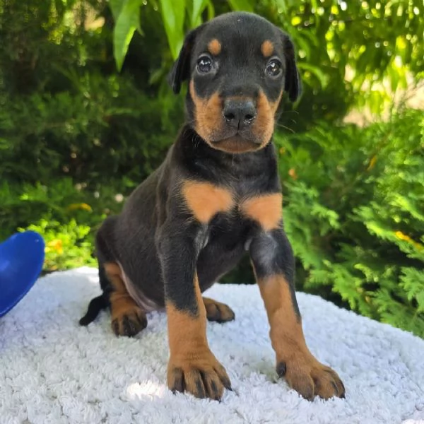Regalo Dobermann (cuccioli maschio e femmina)