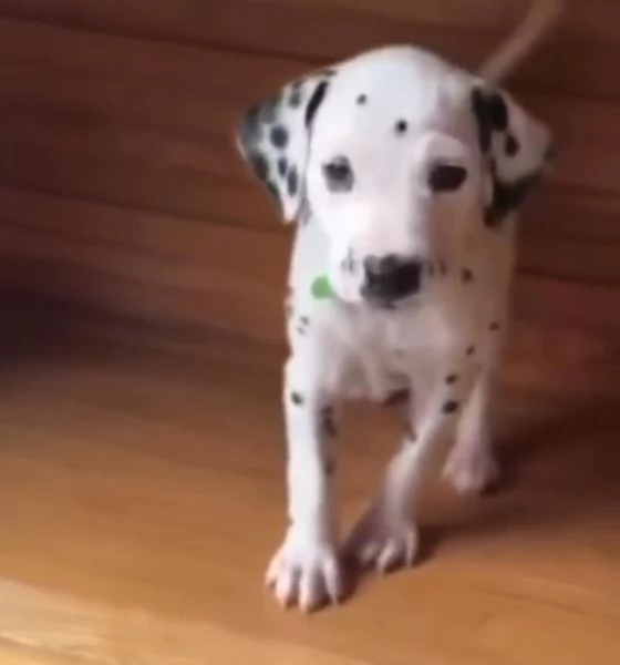 Dalmata (cuccioli maschio e femmina) | Foto 1