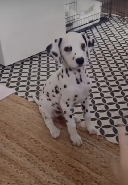 Dalmata (cuccioli maschio e femmina)