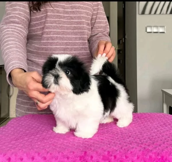 Shih Tzu Mini Toy (cuccioli maschio e femmina) | Foto 0
