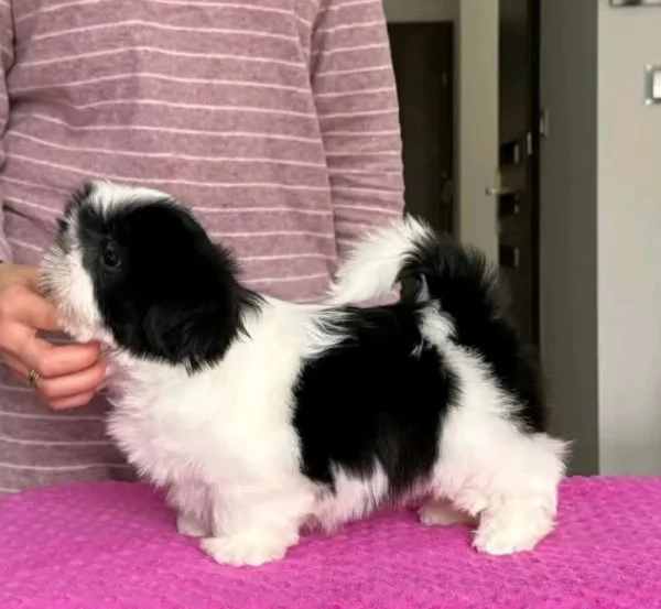 Shih Tzu Mini Toy (cuccioli maschio e femmina)