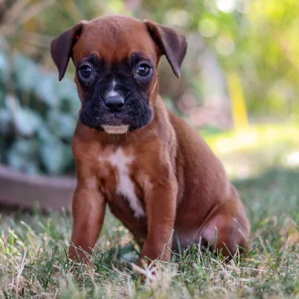 Boxer (cuccioli maschio e femmina)