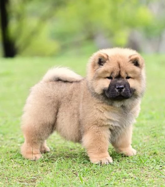 Chow Chow (cuccioli maschio e femmina) | Foto 0