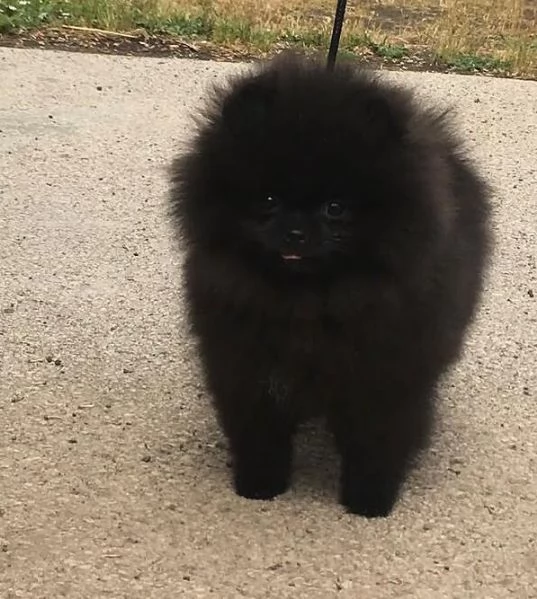 Valpino toy  Pomeranian (cuccioli maschio e femmina)