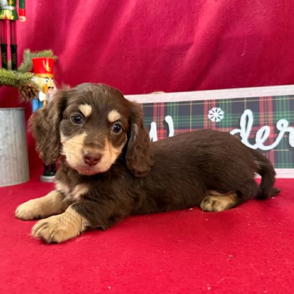 Regalo Bassotto nana  (cuccioli maschio e femmina) | Foto 0