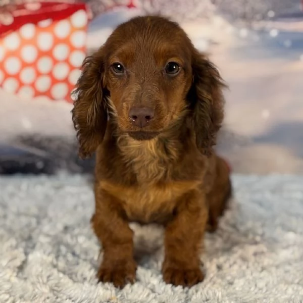 Regalo Bassotto nana  (cuccioli maschio e femmina)