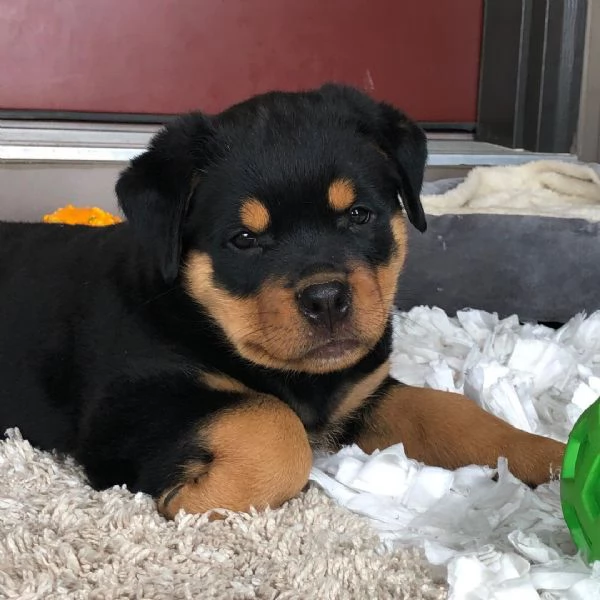 Rottweiler (cuccioli maschio e femmina) | Foto 0