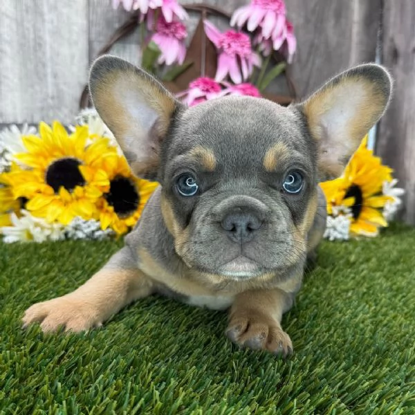 Bulldog francese (cuccioli maschio e femmina)