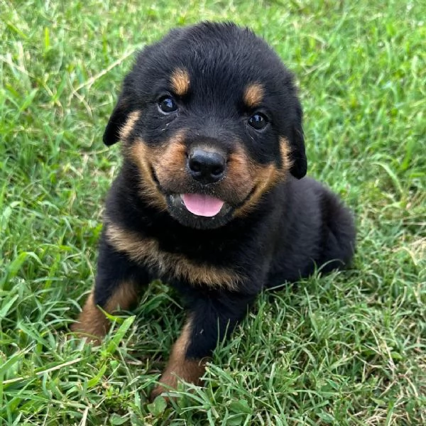 Rottweiler (cuccioli maschio e femmina) | Foto 0
