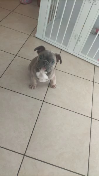 Cucciola bulldog francese 