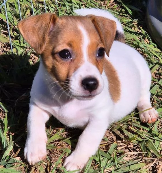 Jack Russell (cuccioli maschio e femmina)