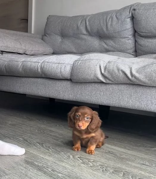 Bassotto (cuccioli maschio e femmina)