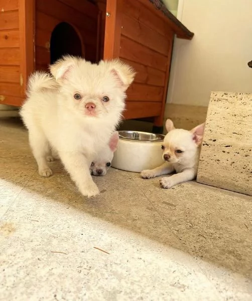 Chihuahua Toy (cuccioli maschio e femmina)