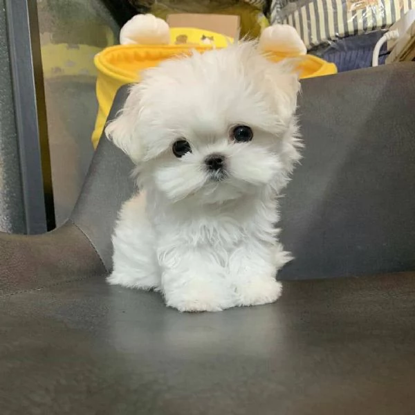 Maltese (cuccioli maschio e femmina)