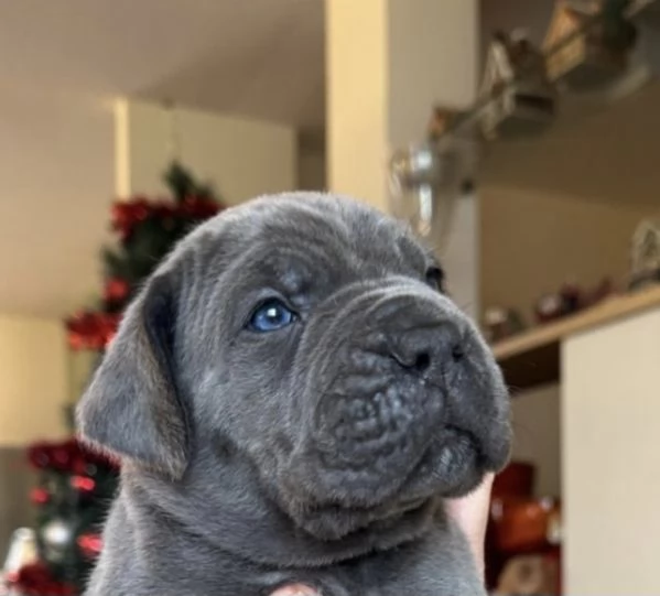 Cuccioli cane corso 
