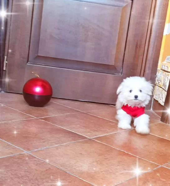 Cuccioli Maltesi Mini Originali 