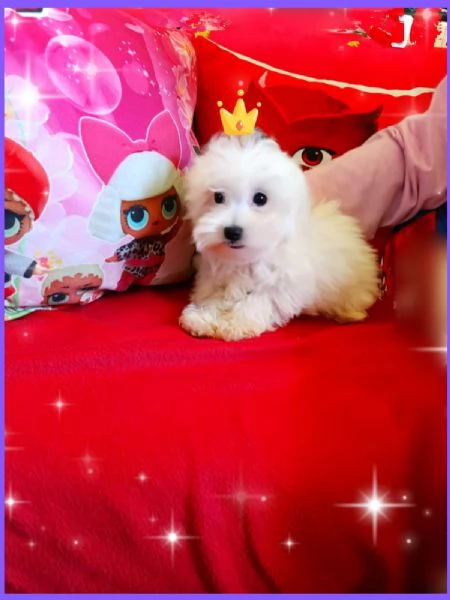 Cuccioli Maltesi Mini Originali  | Foto 5