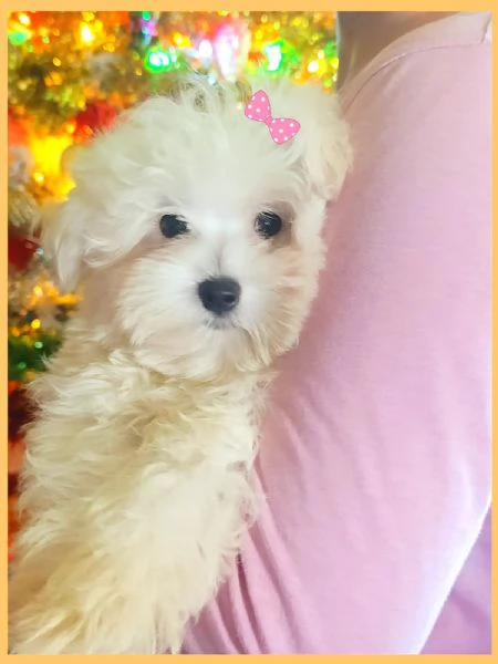 Cuccioli Maltesi Mini Originali  | Foto 3