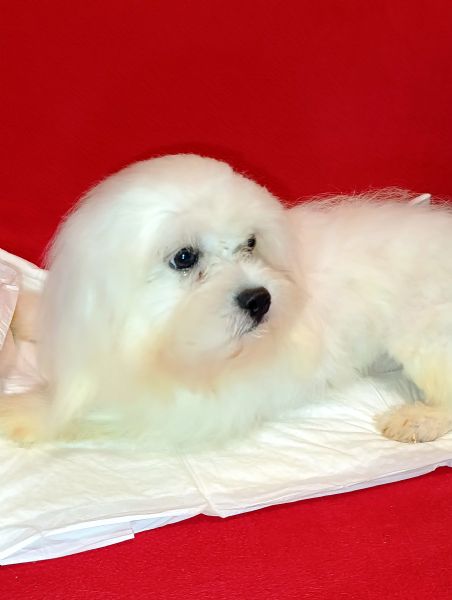 Maltese cucciolotto Vaccinato Originale  | Foto 3