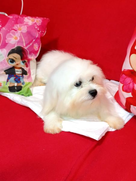 Maltese cucciolotto Vaccinato Originale  | Foto 2
