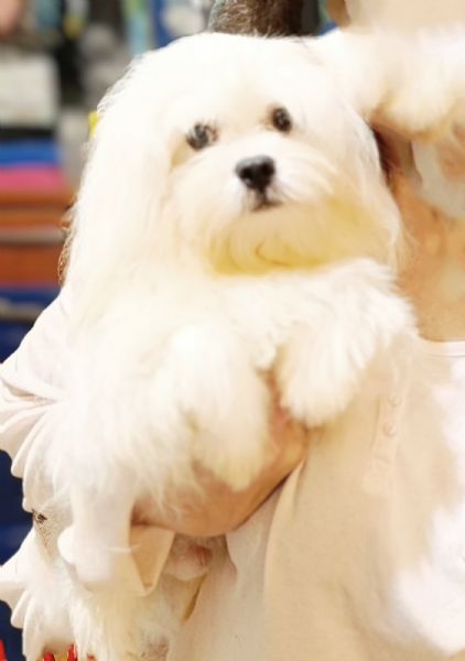 Maltese cucciolotto Vaccinato Originale  | Foto 1