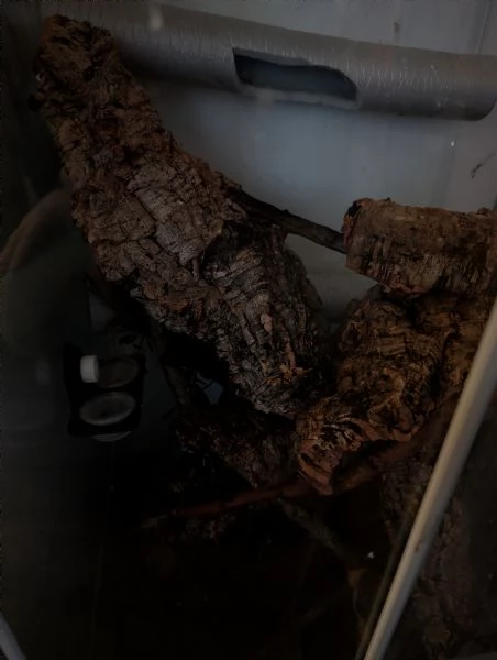 coppia gechi ciliatus con terrario 