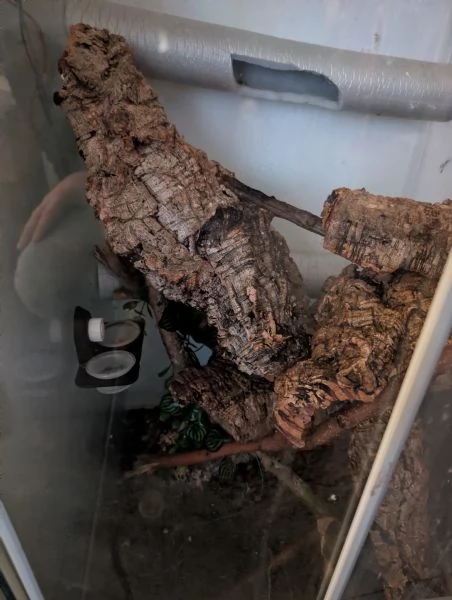 coppia gechi ciliatus con terrario  | Foto 1