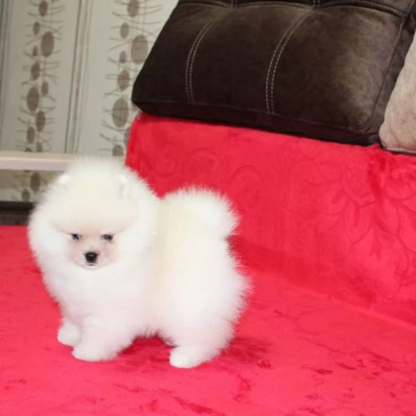 Disponibile cucciolo di Pomerania, giocoso e amante del divertimento.