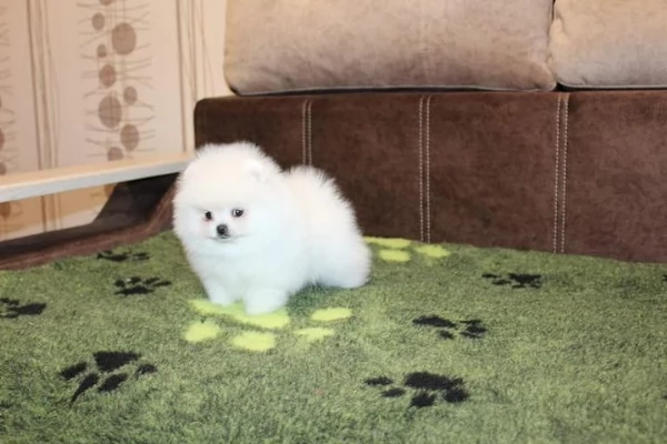 Disponibile cucciolo di Pomerania, giocoso e amante del divertimento. | Foto 2