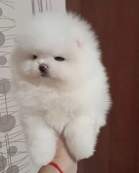 Disponibile cucciolo di Pomerania, giocoso e amante del divertimento. | Foto 1