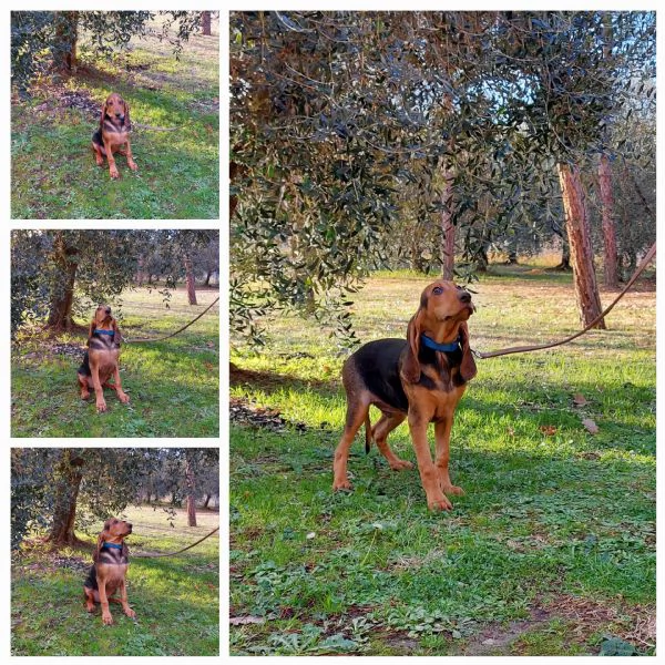 Vendo 2 cuccioli segugi italiani