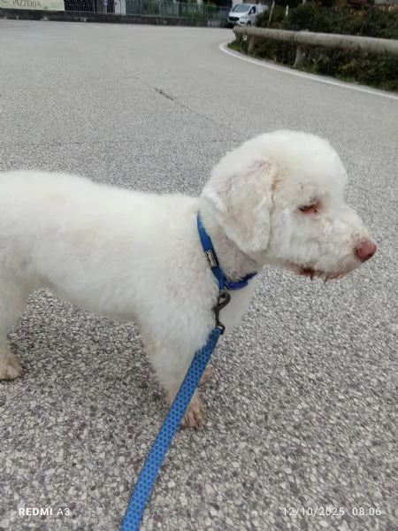 Cane lagotto